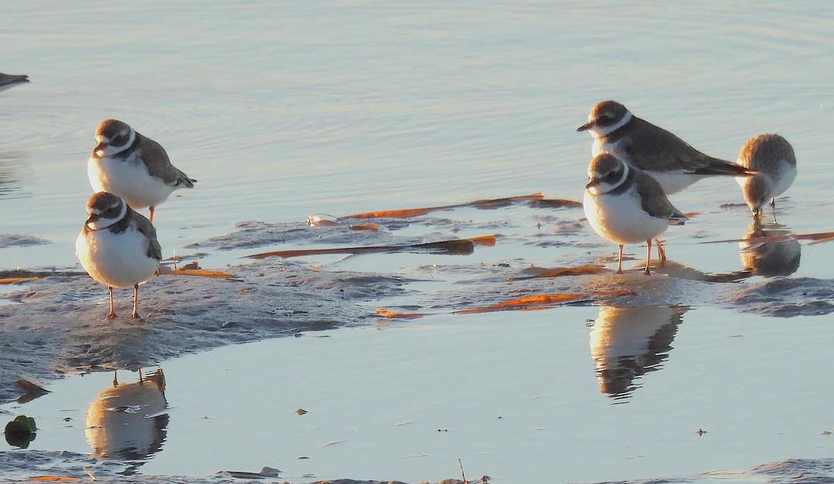 Пісочник канадський - ML645998521