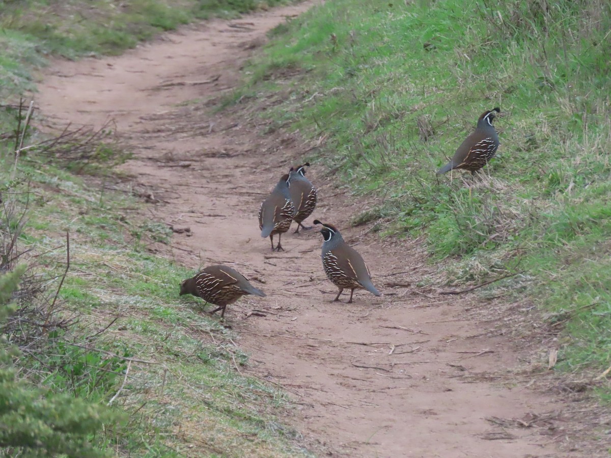 Перепелиця каліфорнійська - ML645998522