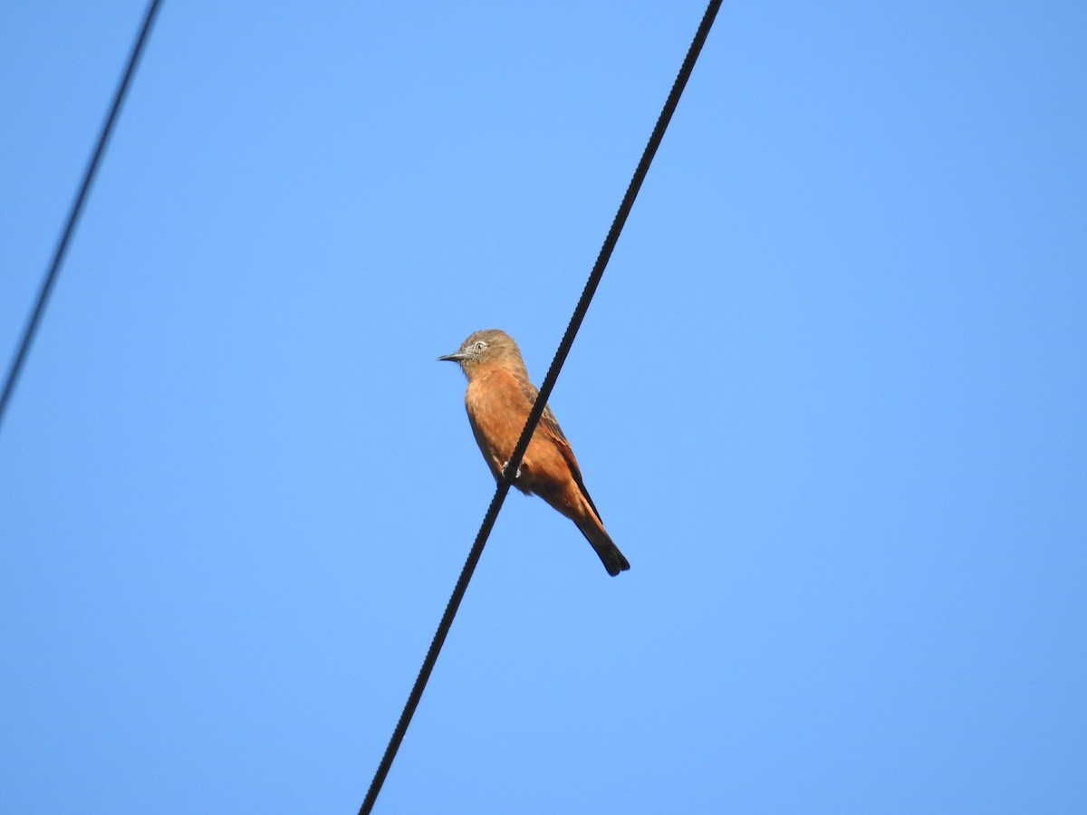 Біро великий - ML645998523