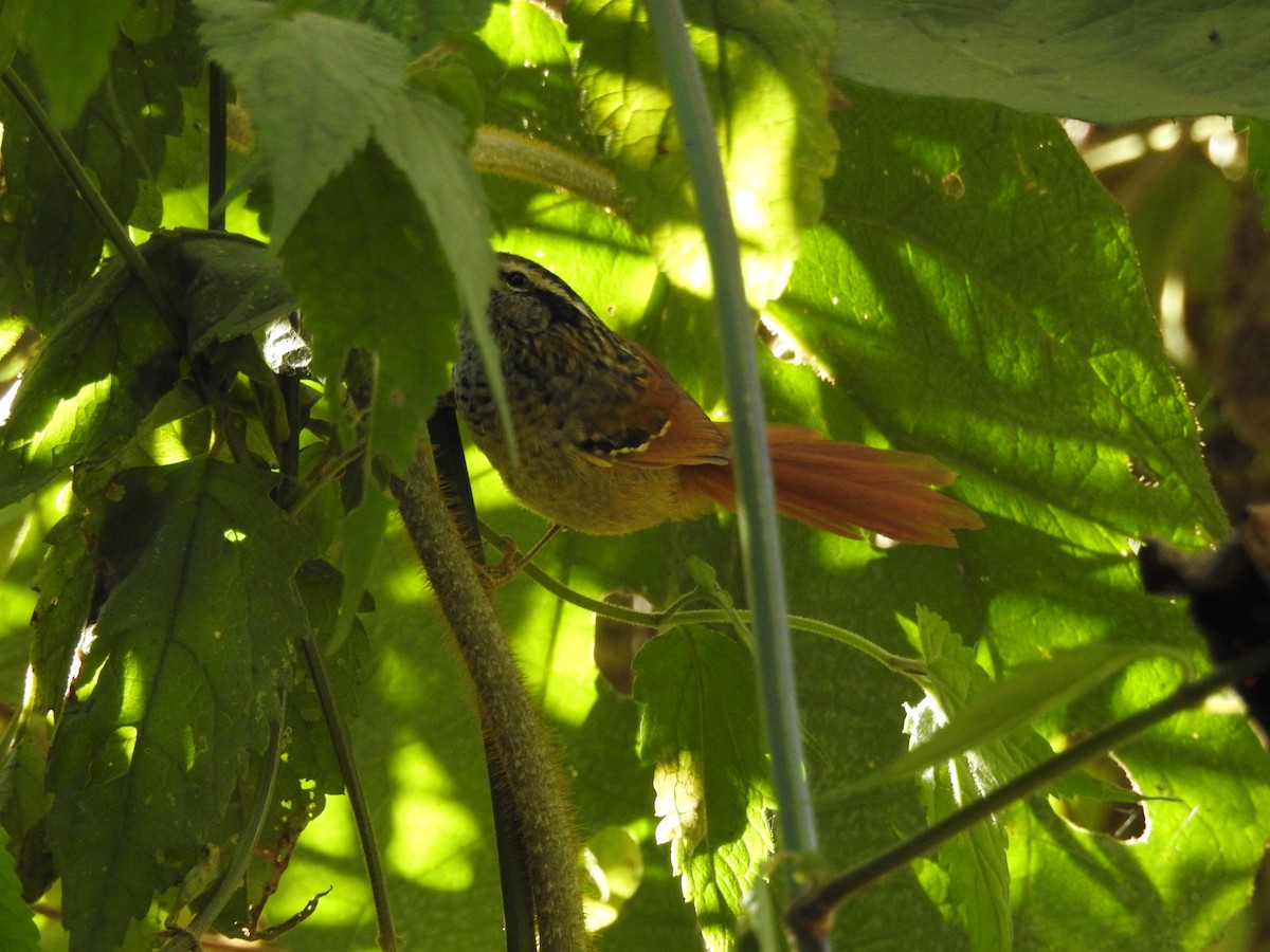 Тілугі рудохвостий - ML645998524