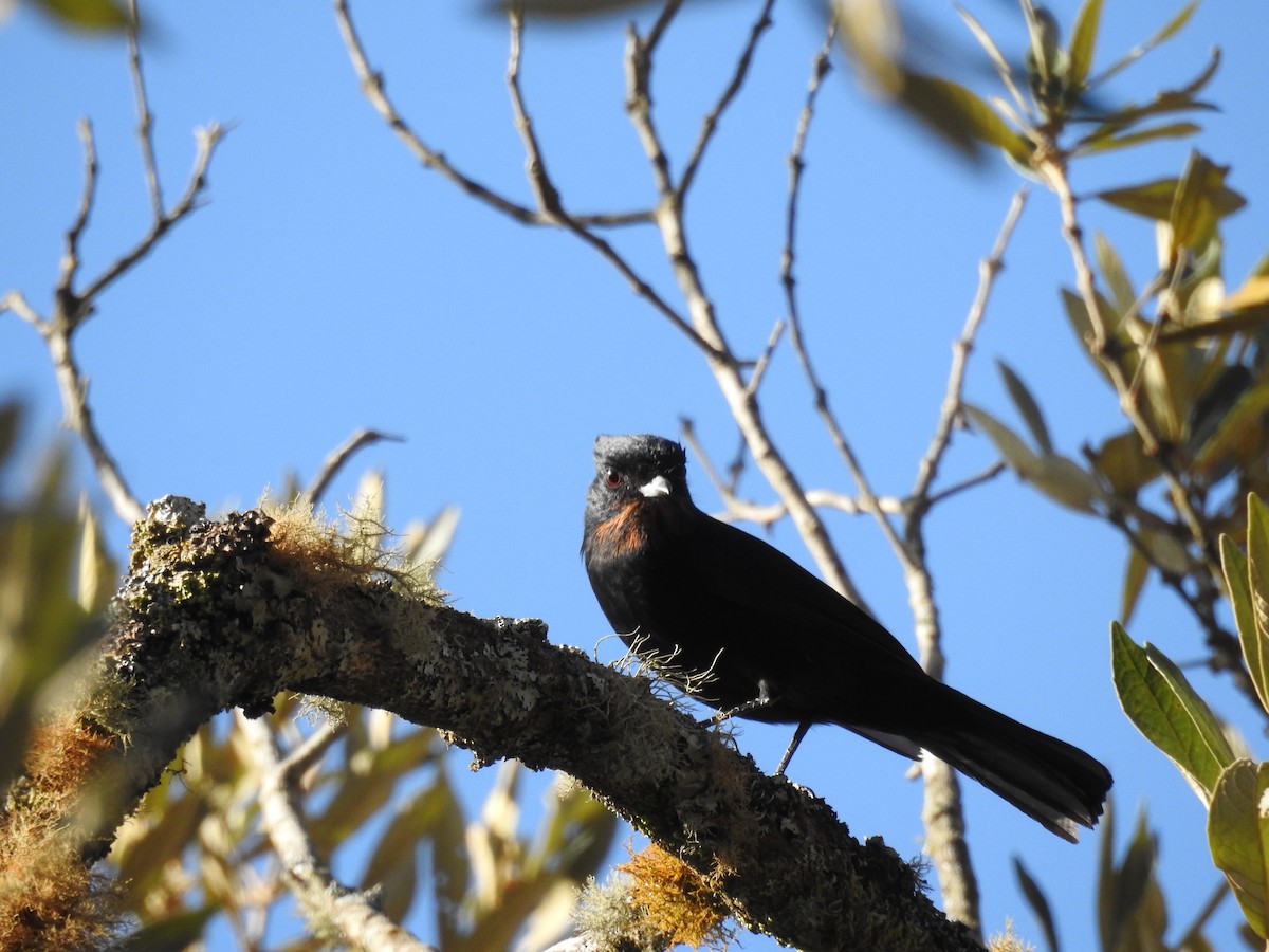 Тілугі рудохвостий - ML645998525