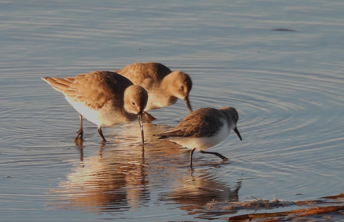 Western Sandpiper - ML645998531