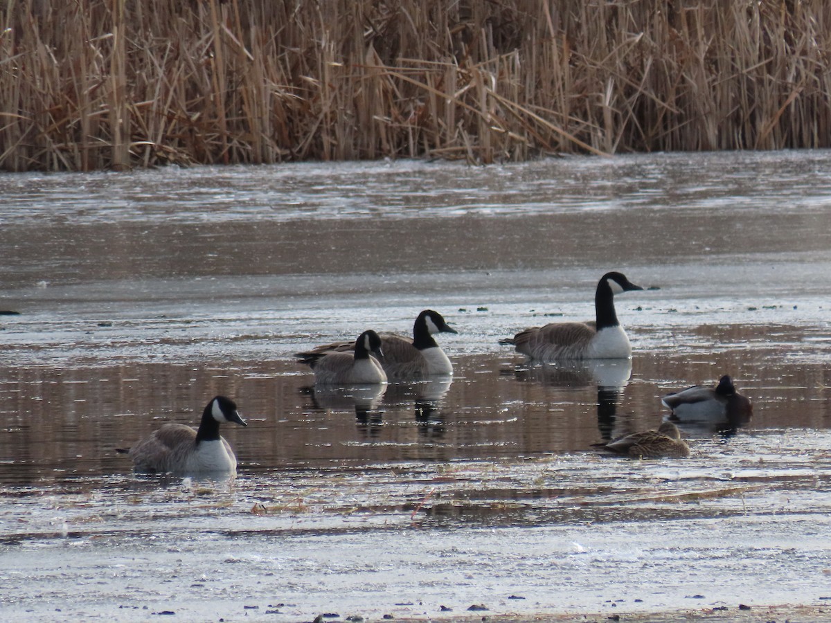 Cackling Goose - ML645998533