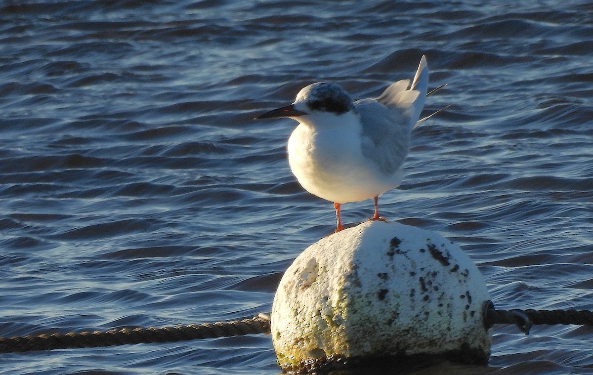 Forster's Tern - ML645998535