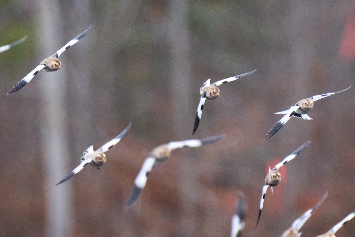 Snow Bunting - ML645998536