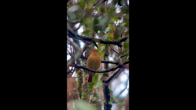 Черношапочная пиприта - ML645998538