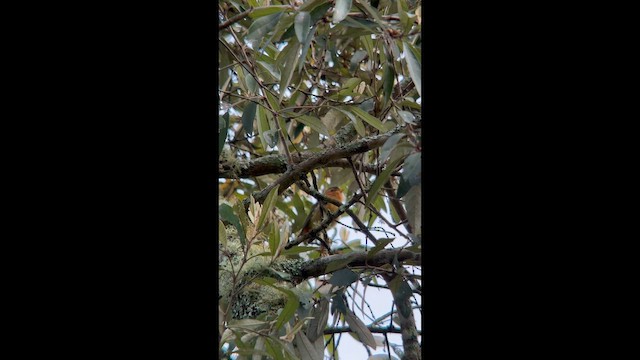 Черношапочная пиприта - ML645998539