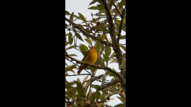 Black-capped Piprites - ML645998540