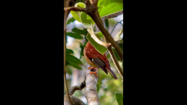 Black-capped Piprites - ML645998542