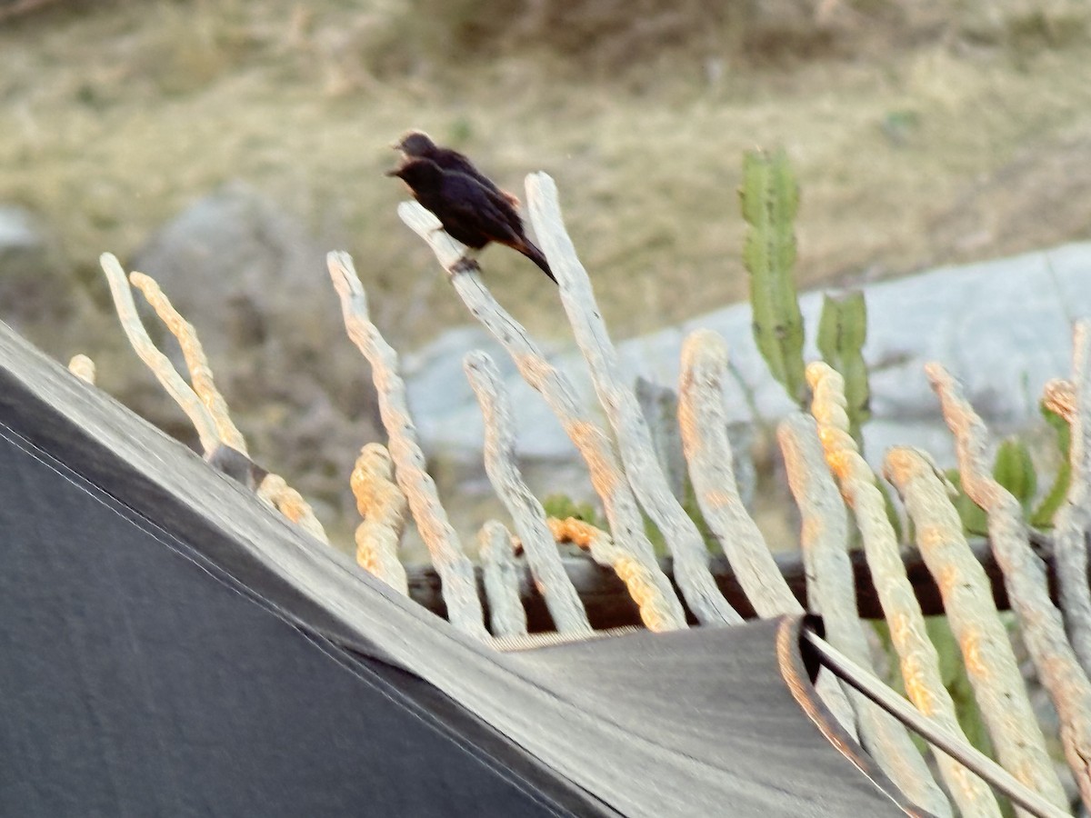 Kızılkanat - ML645998543