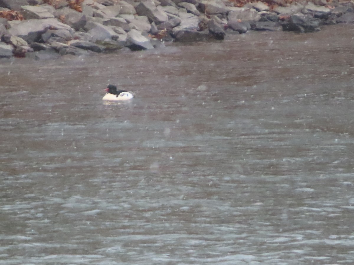 Common Merganser - ML645998546