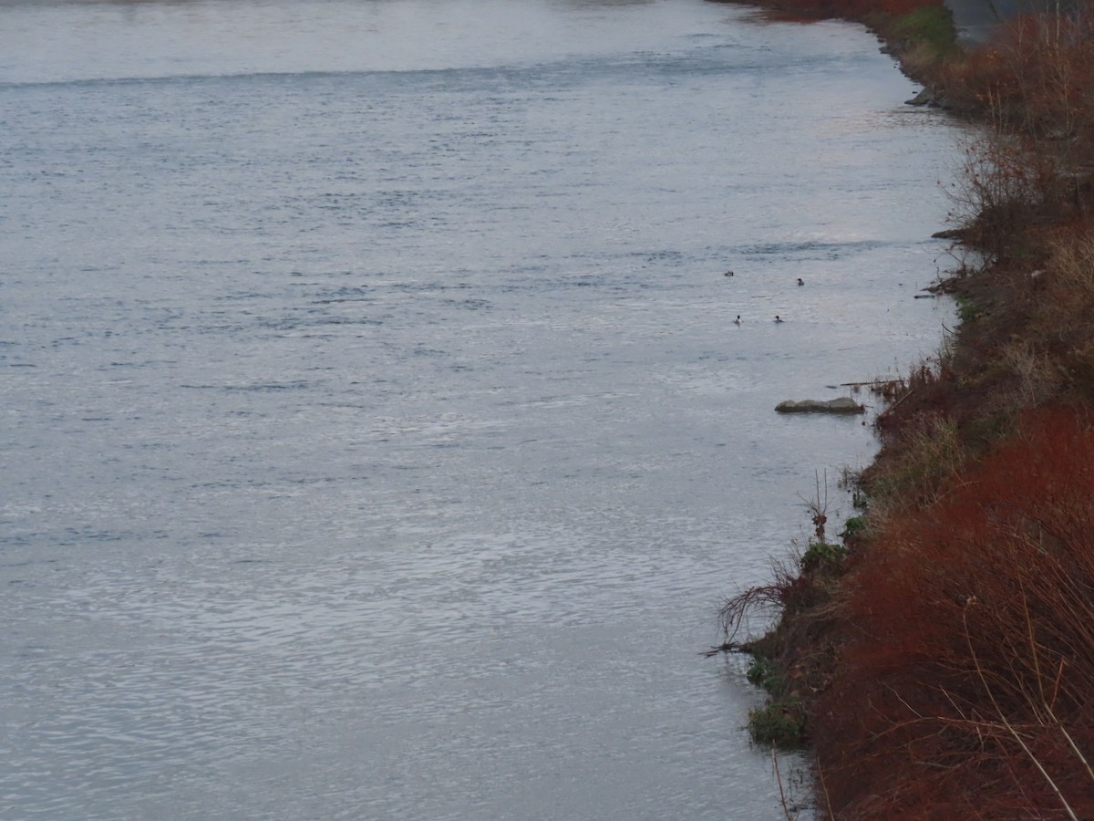 Common Merganser - ML645998547