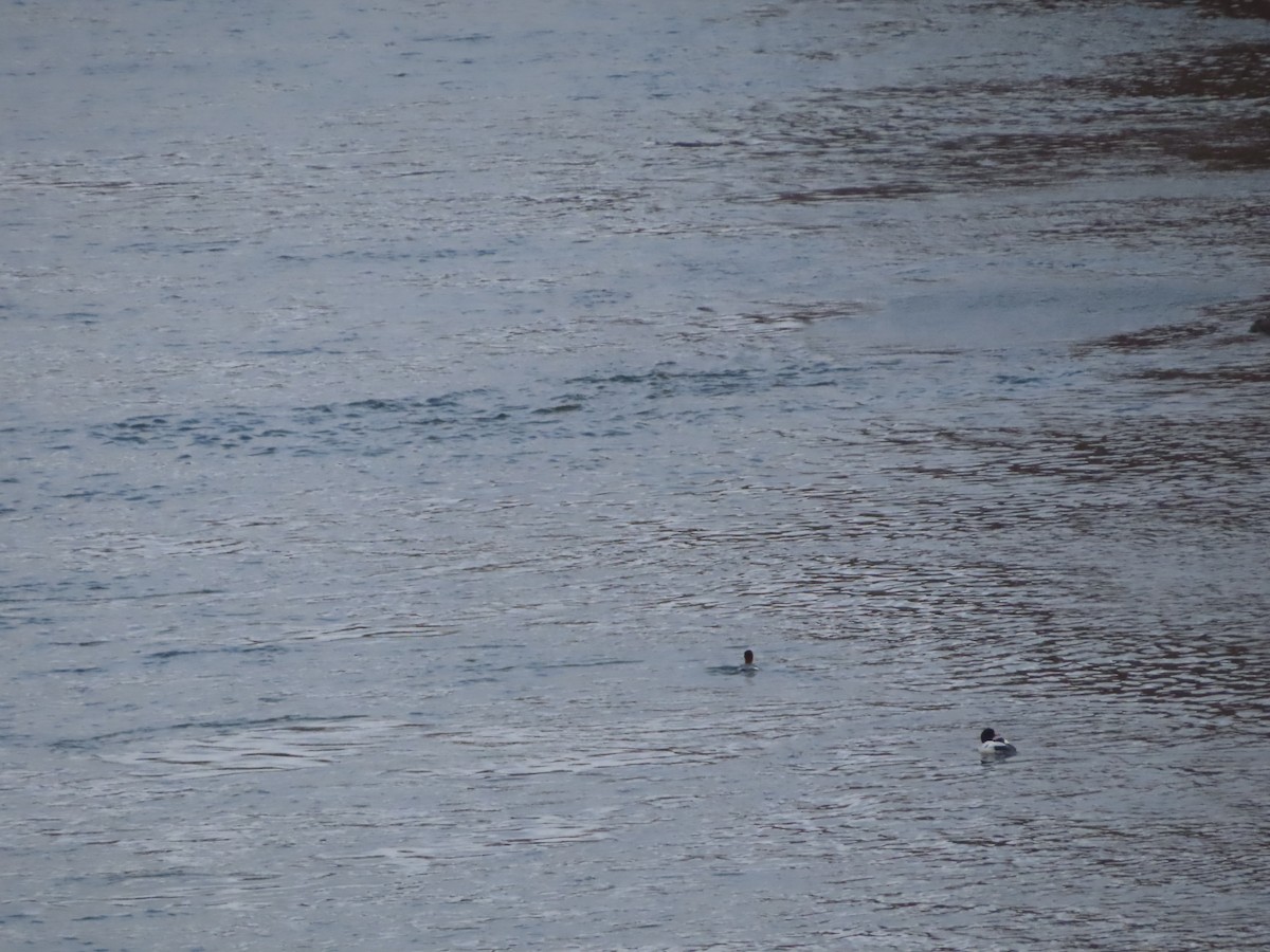 Common Merganser - ML645998548