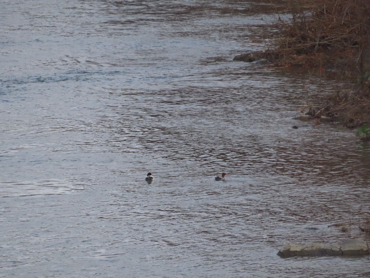 Common Merganser - ML645998549