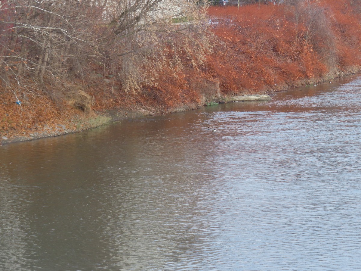 Common Merganser - ML645998550