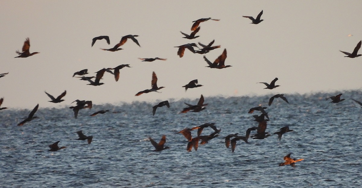 Double-crested Cormorant - ML645998551