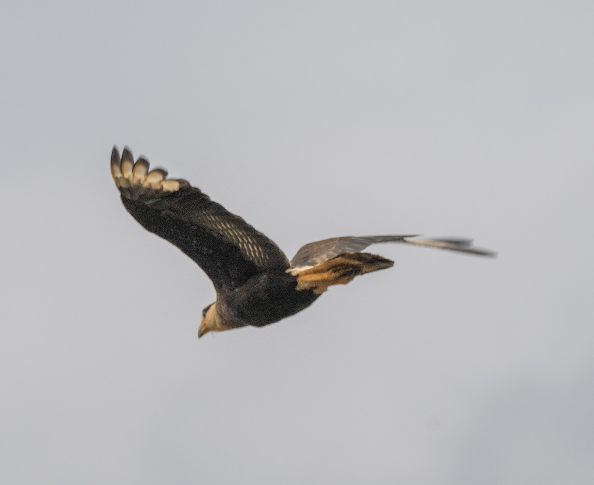 Crested Caracara - ML645998552