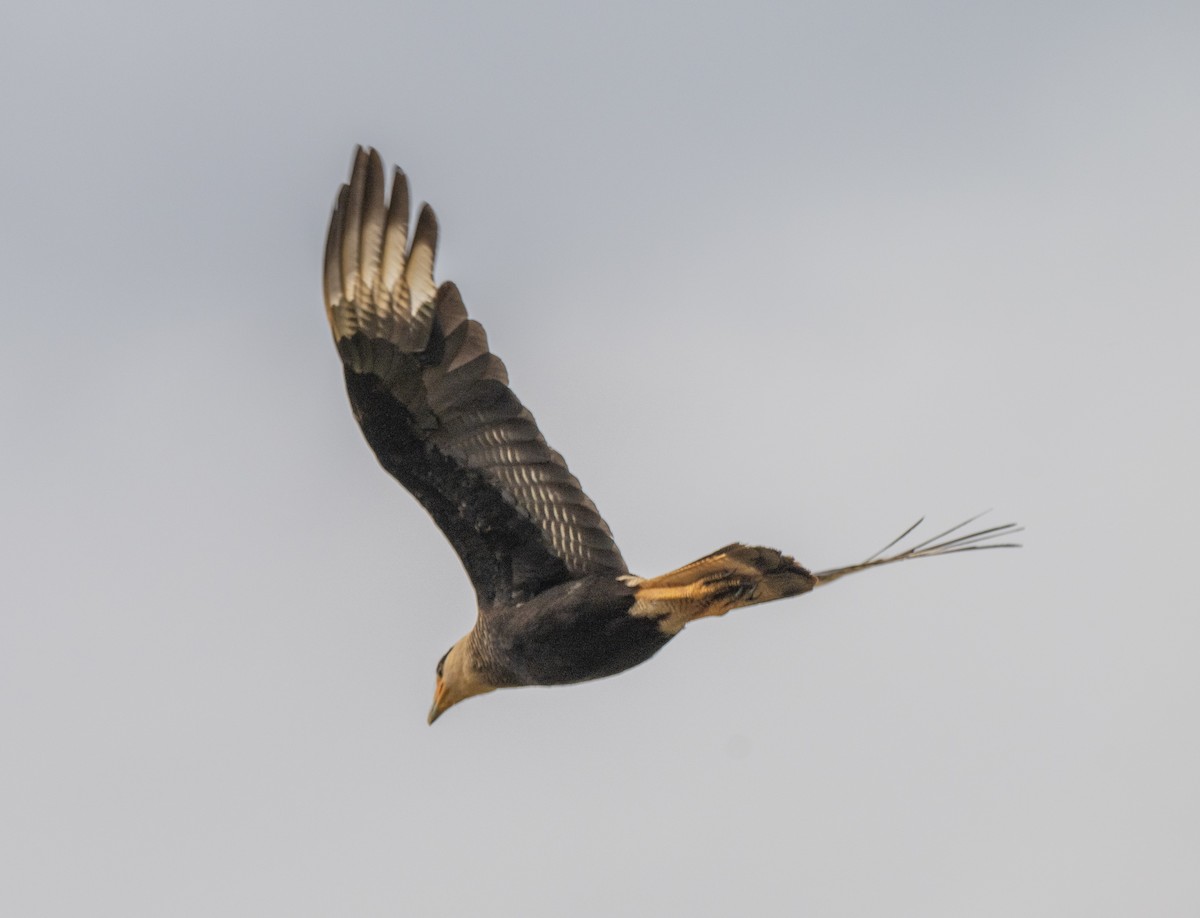 Crested Caracara - ML645998553