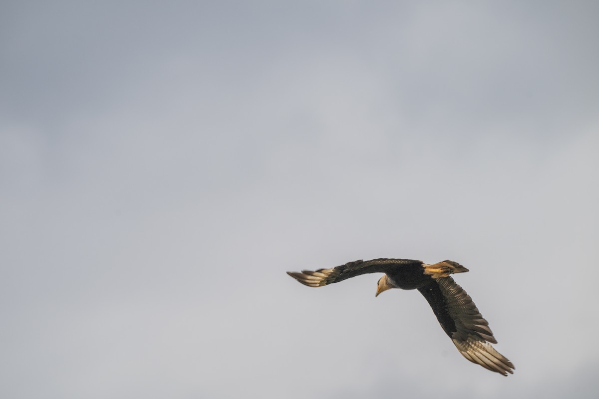 Crested Caracara - ML645998554