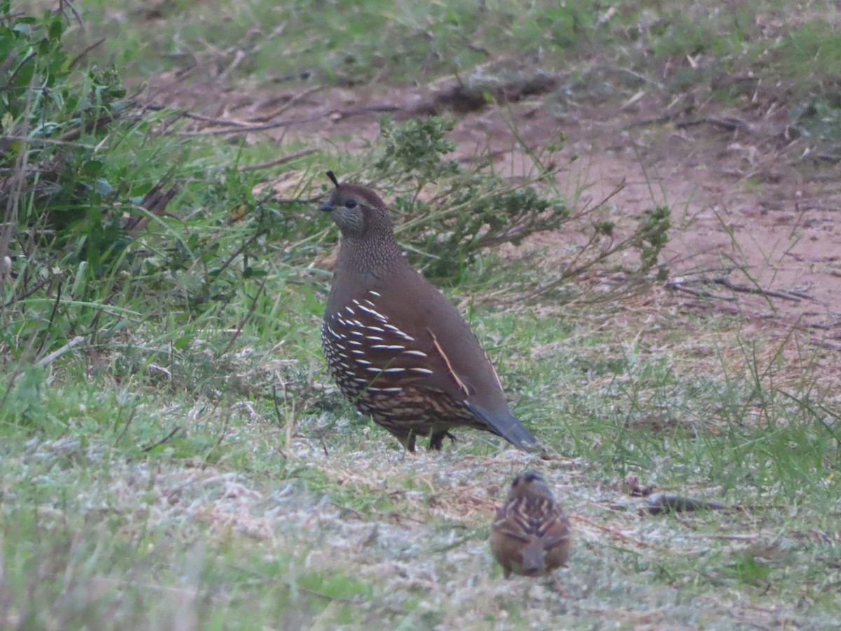 California Quail - ML645998555