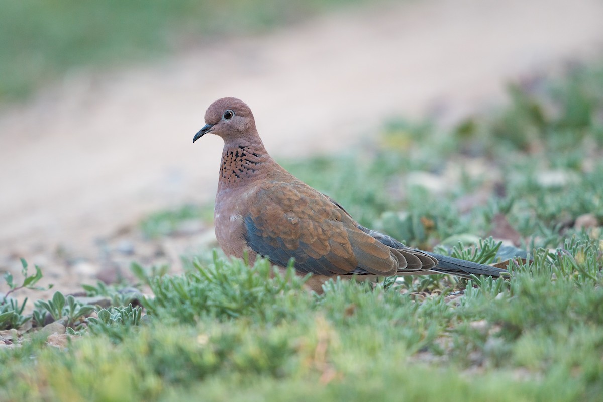 Laughing Dove - ML645998556