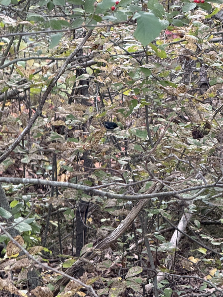 Black-throated Blue Warbler - ML645998557