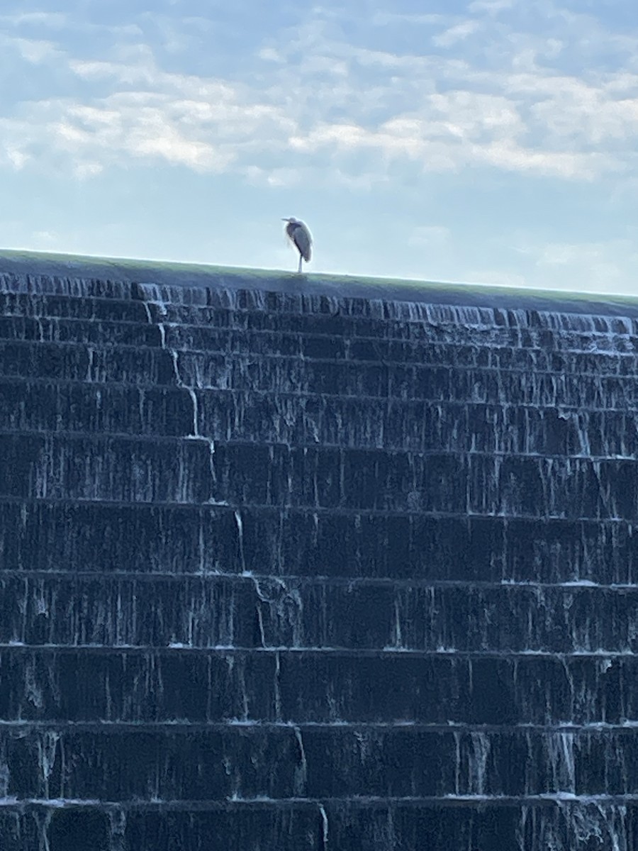 Great Blue Heron - ML645998559