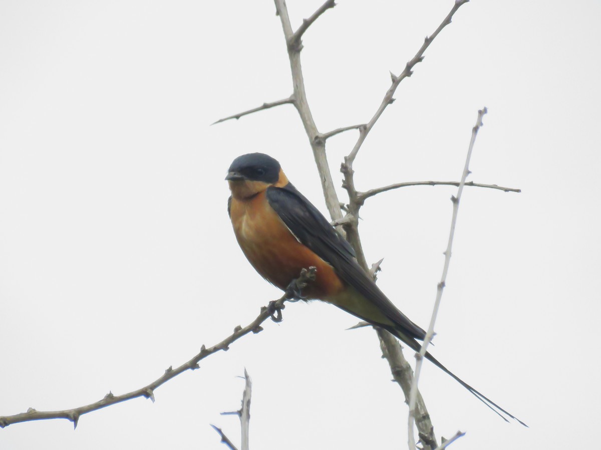 Rufous-chested Swallow - ML645998560