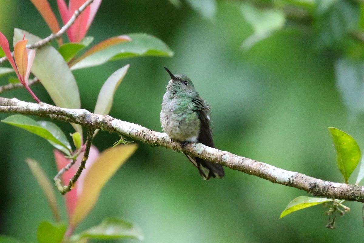 Scaly-breasted Hummingbird - ML645998563