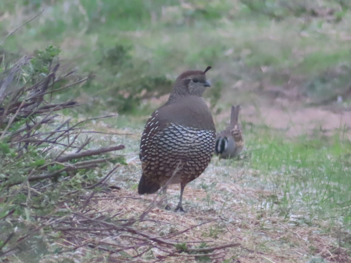 California Quail - ML645998564