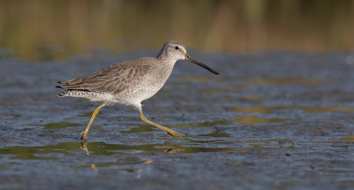 Short-billed Dowitcher - ML645998565