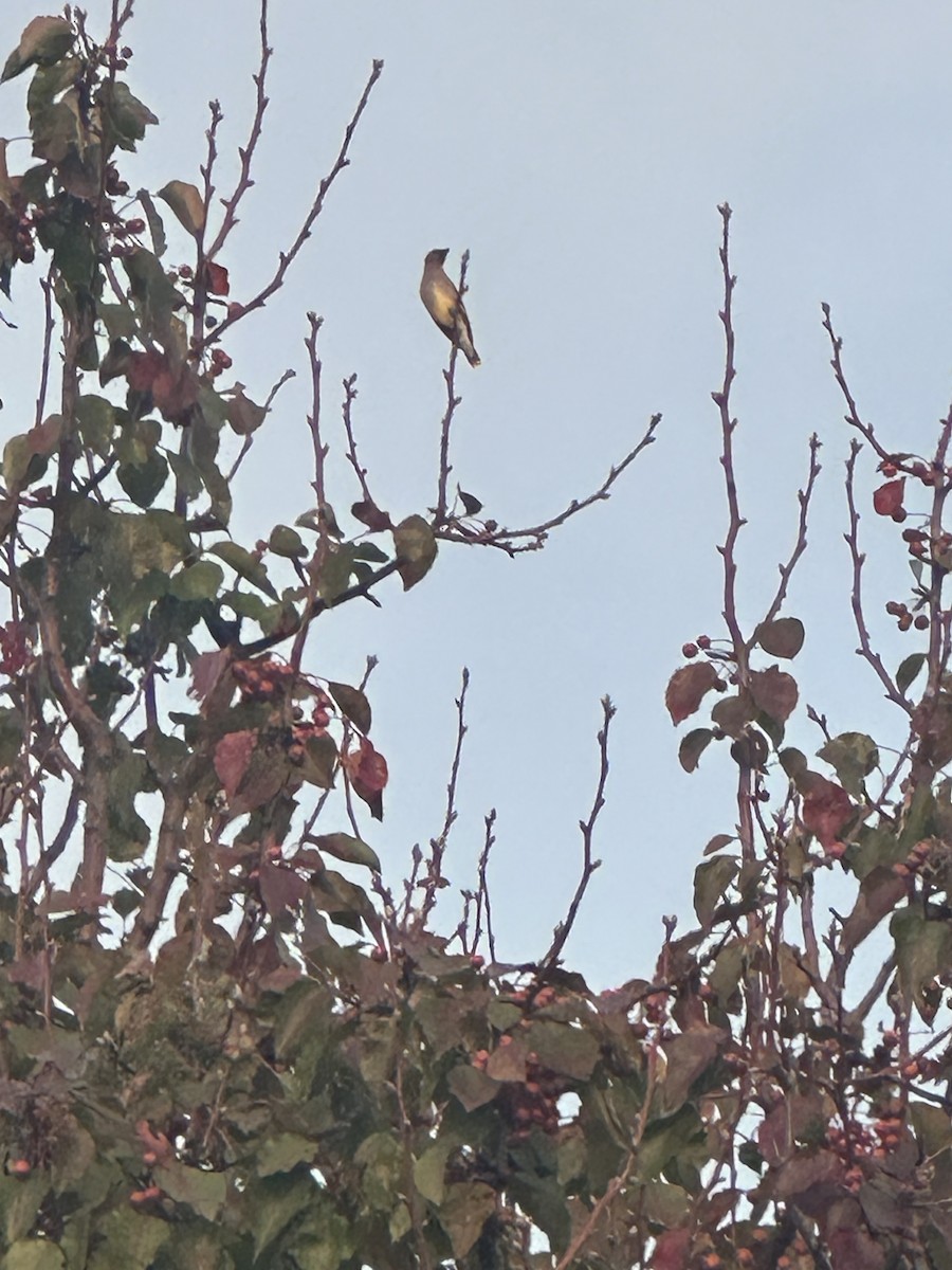 Cedar Waxwing - ML645998566