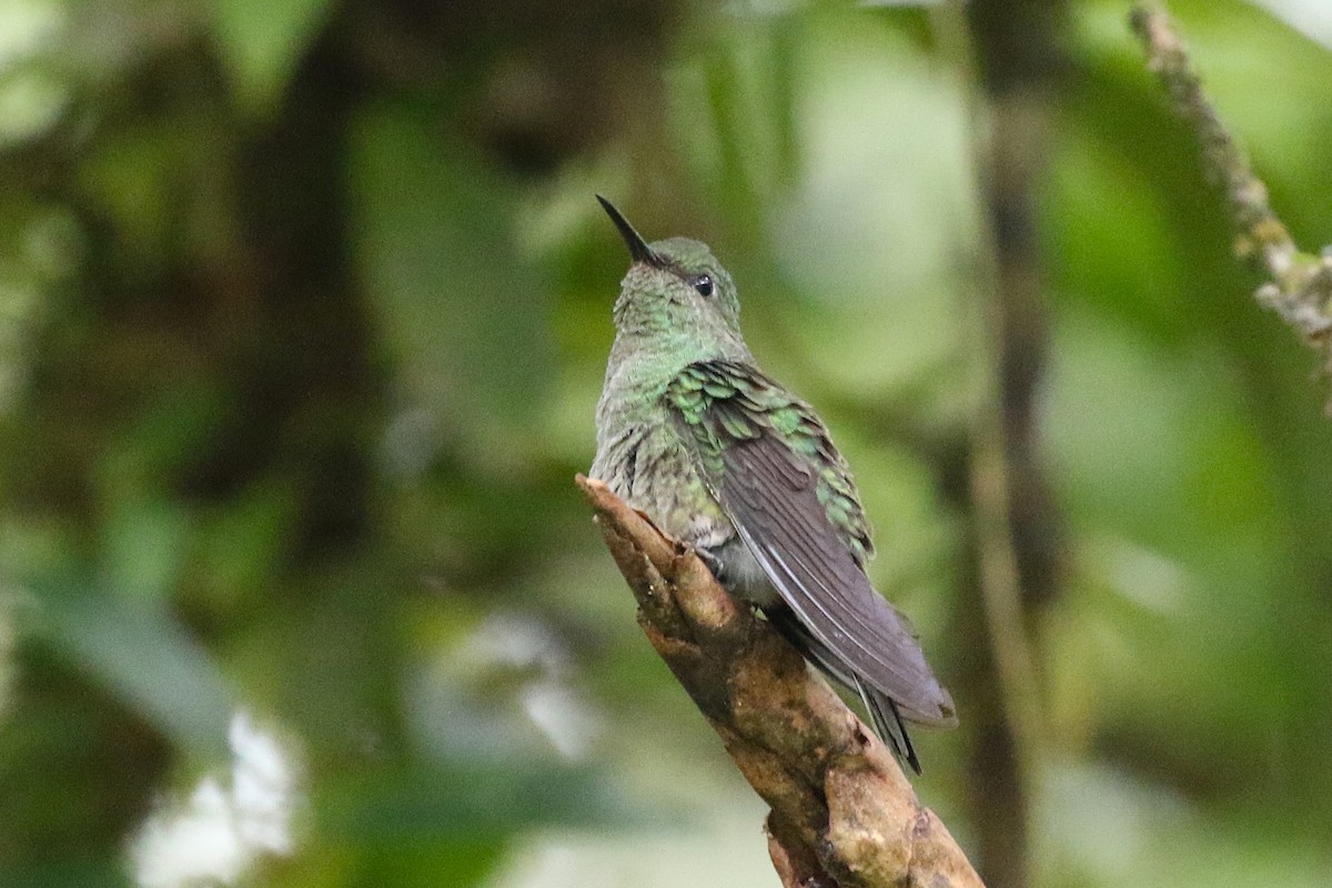Scaly-breasted Hummingbird - ML645998567