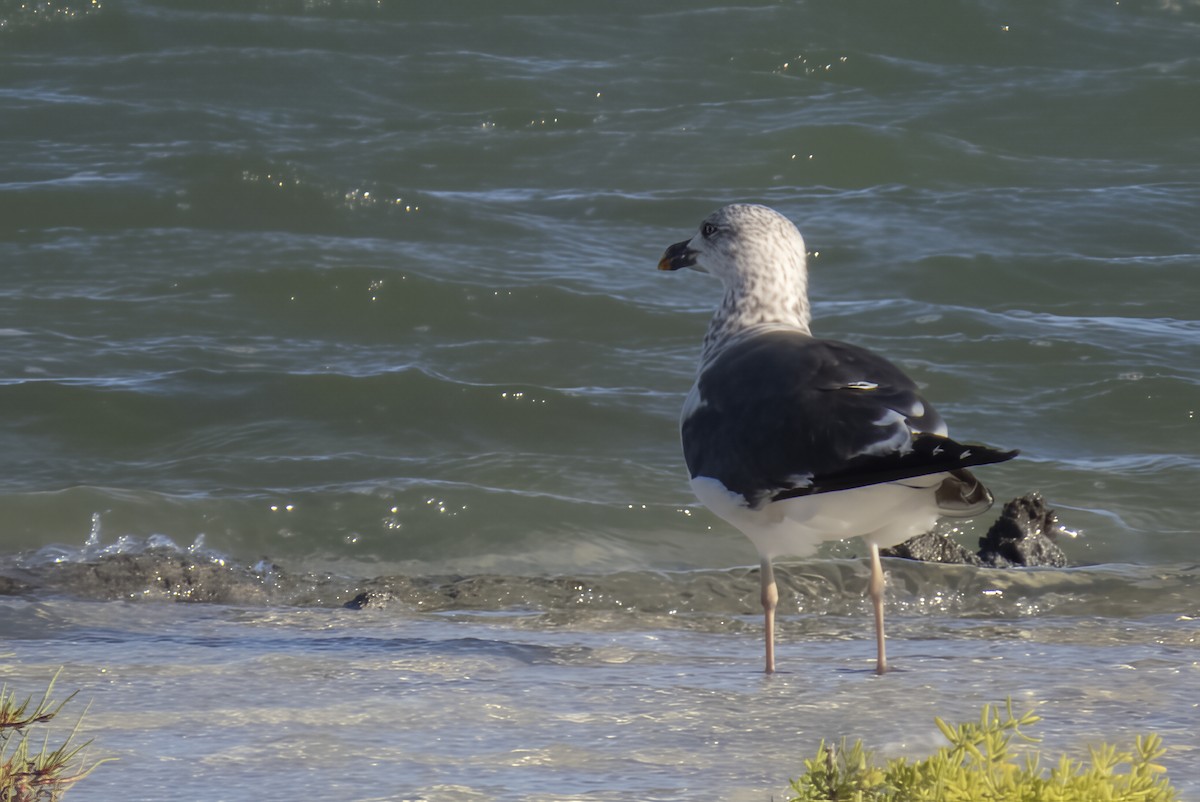 Lesser Black-backed Gull - ML645998571