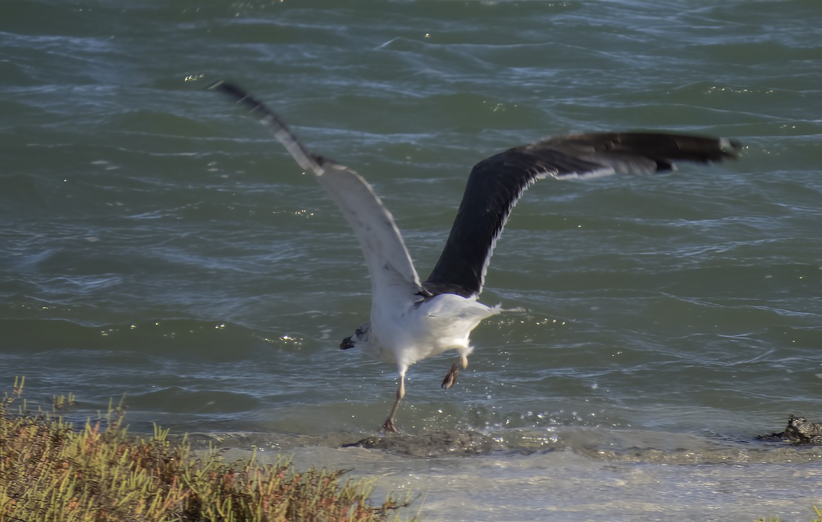 Lesser Black-backed Gull - ML645998572