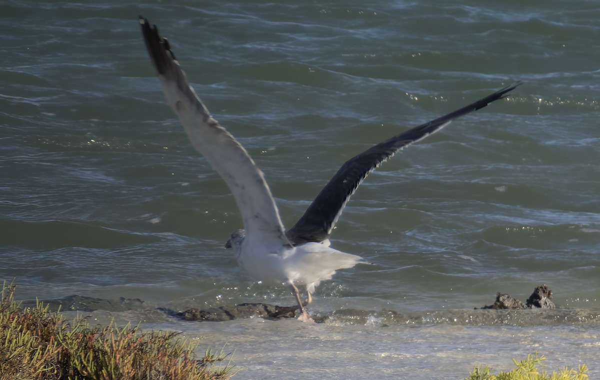 Lesser Black-backed Gull - ML645998573