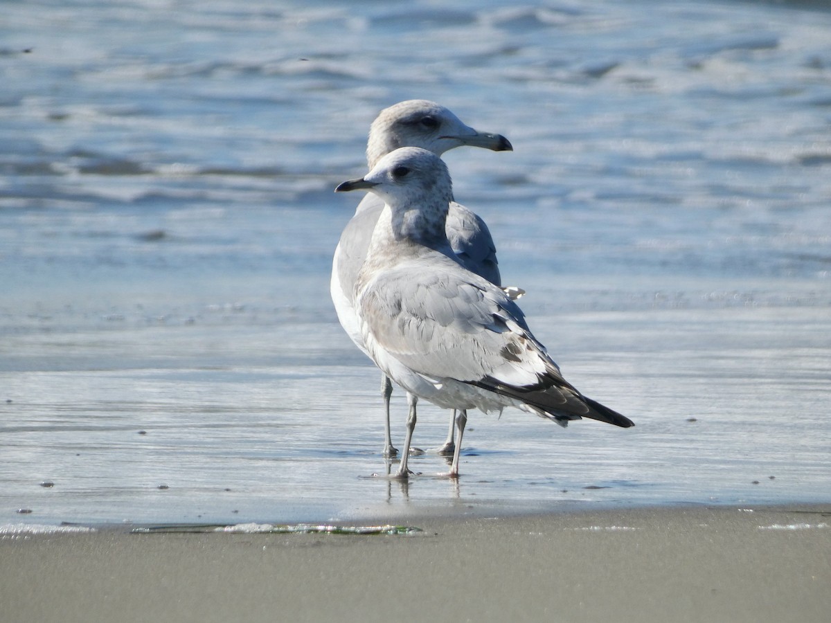Short-billed Gull - ML645998574