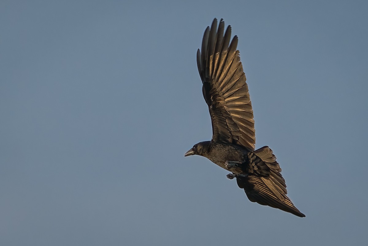 Common Raven - ML645998575