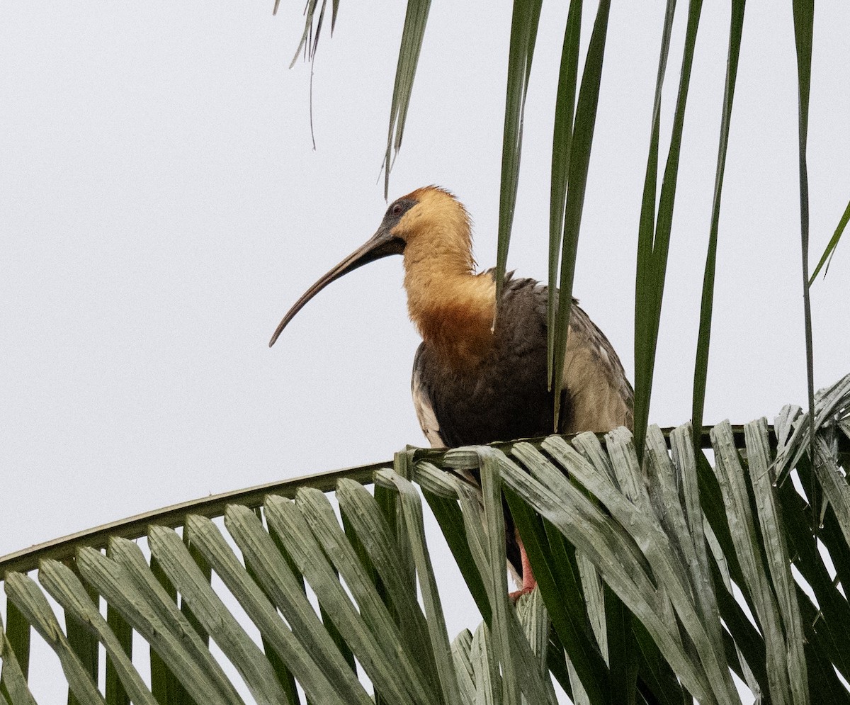 Buff-necked Ibis - ML645998577