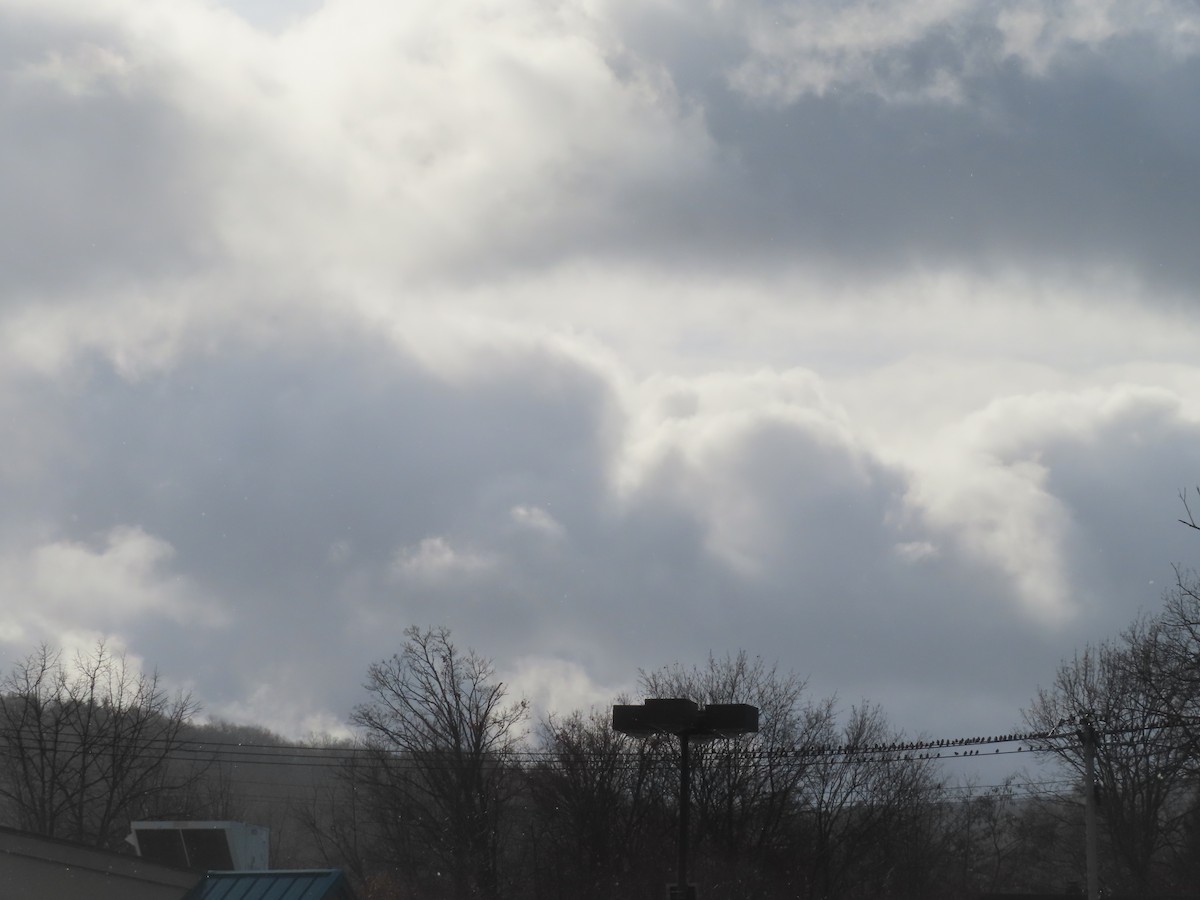 European Starling - ML645998578