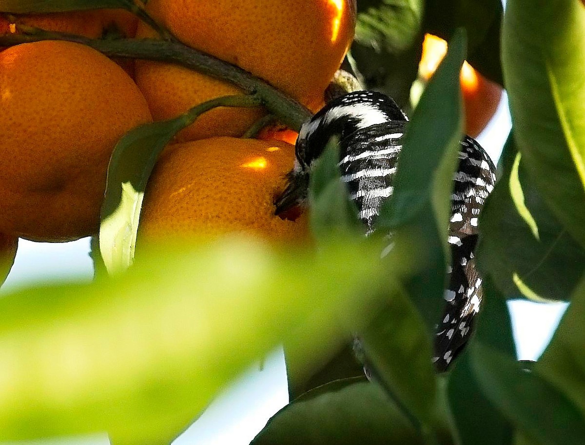 Nuttall's Woodpecker - ML645998579