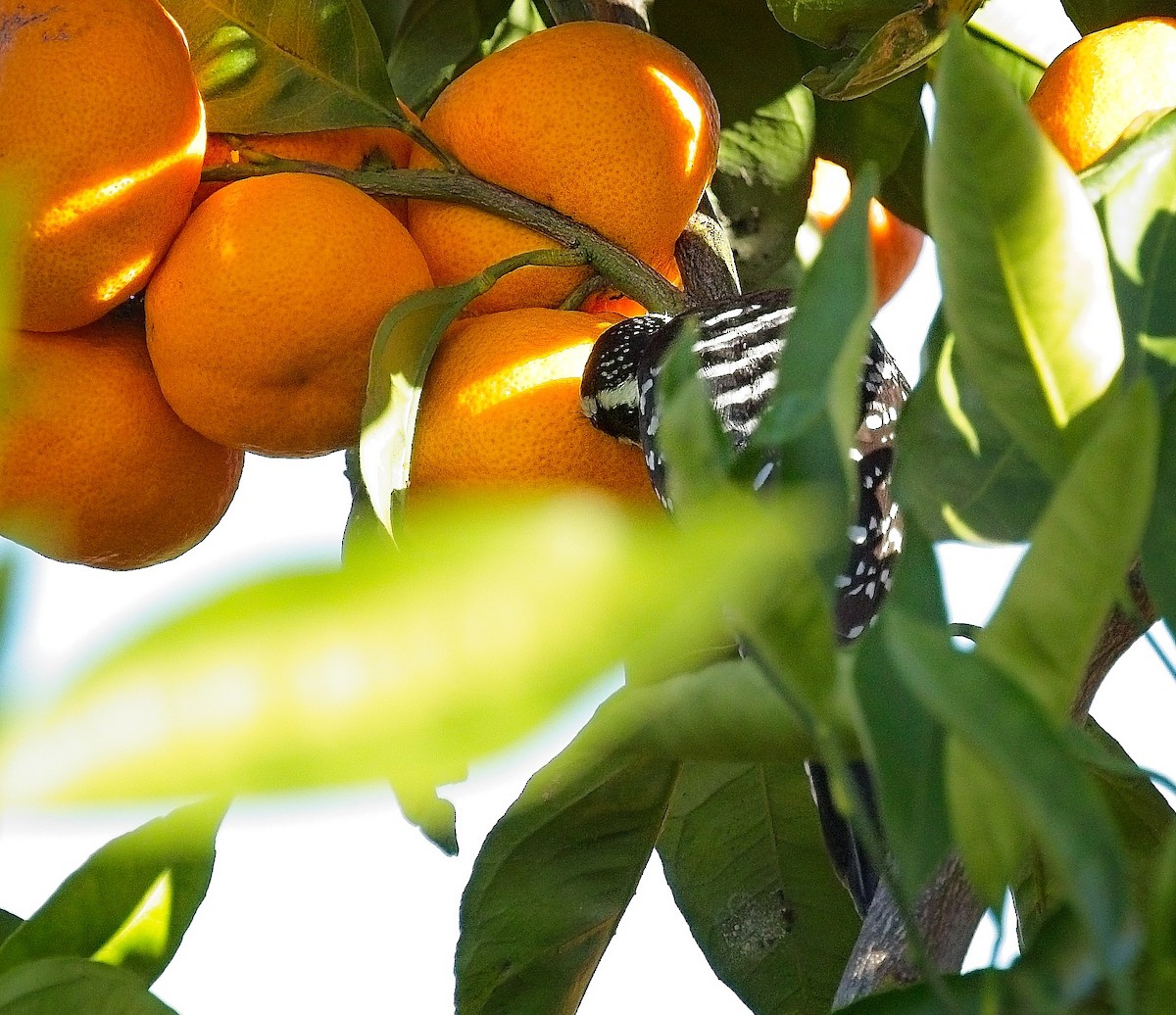 Nuttall's Woodpecker - ML645998580