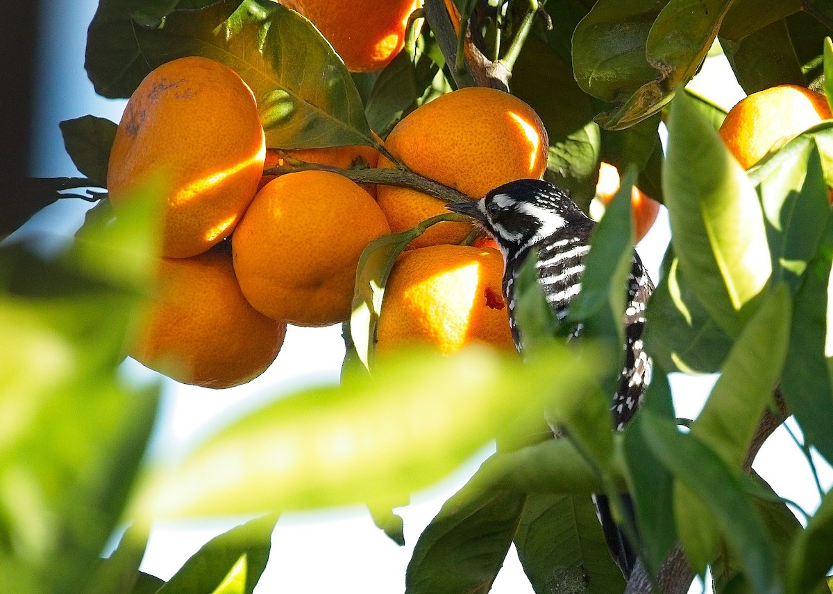 Nuttall's Woodpecker - ML645998581