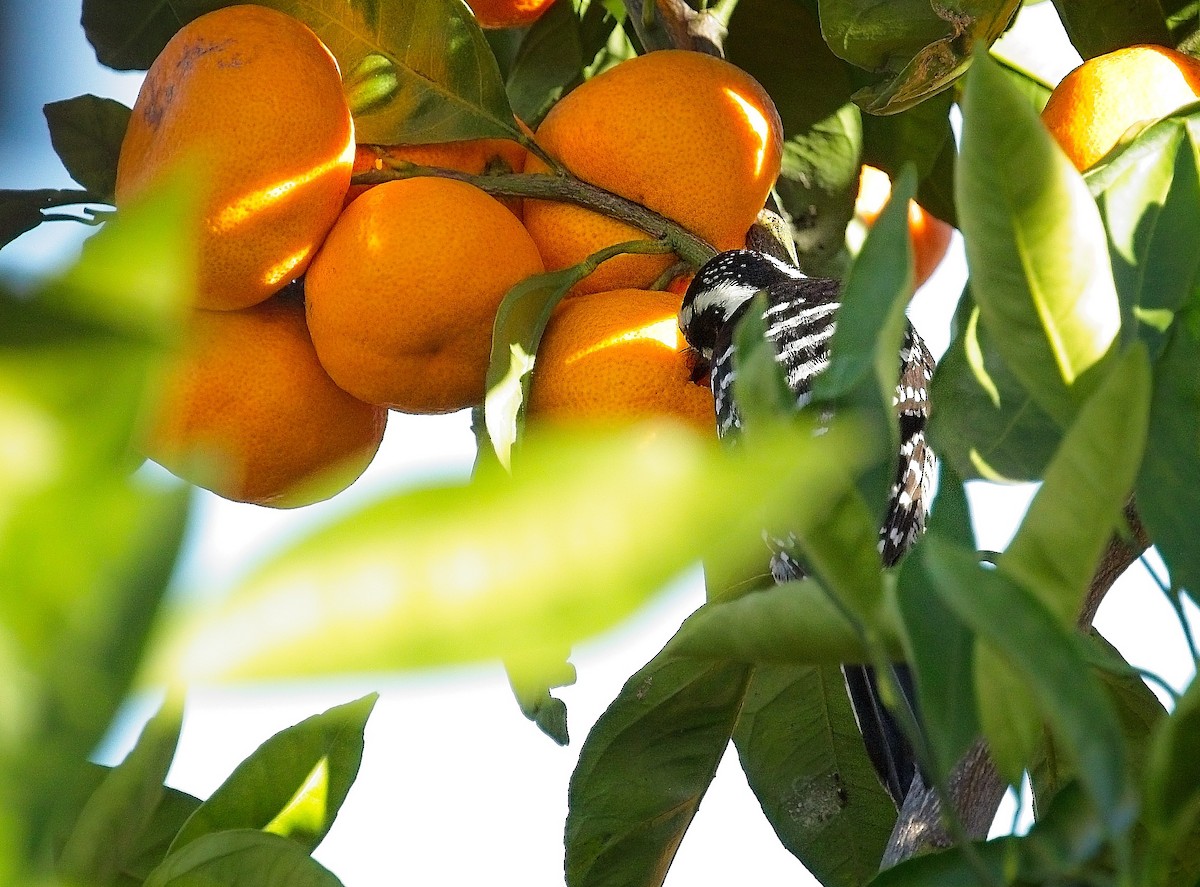 Nuttall's Woodpecker - ML645998582