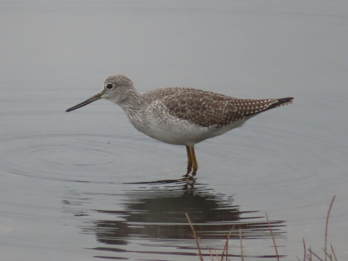 Greater Yellowlegs - ML645998584