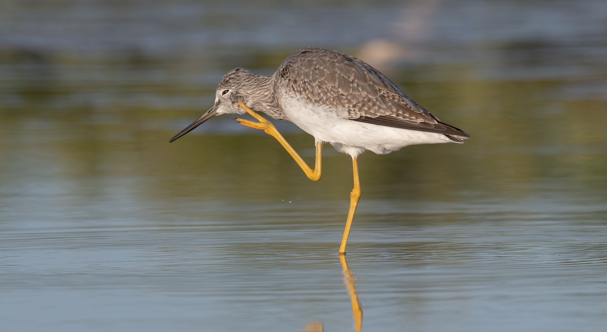 Greater Yellowlegs - ML645998593
