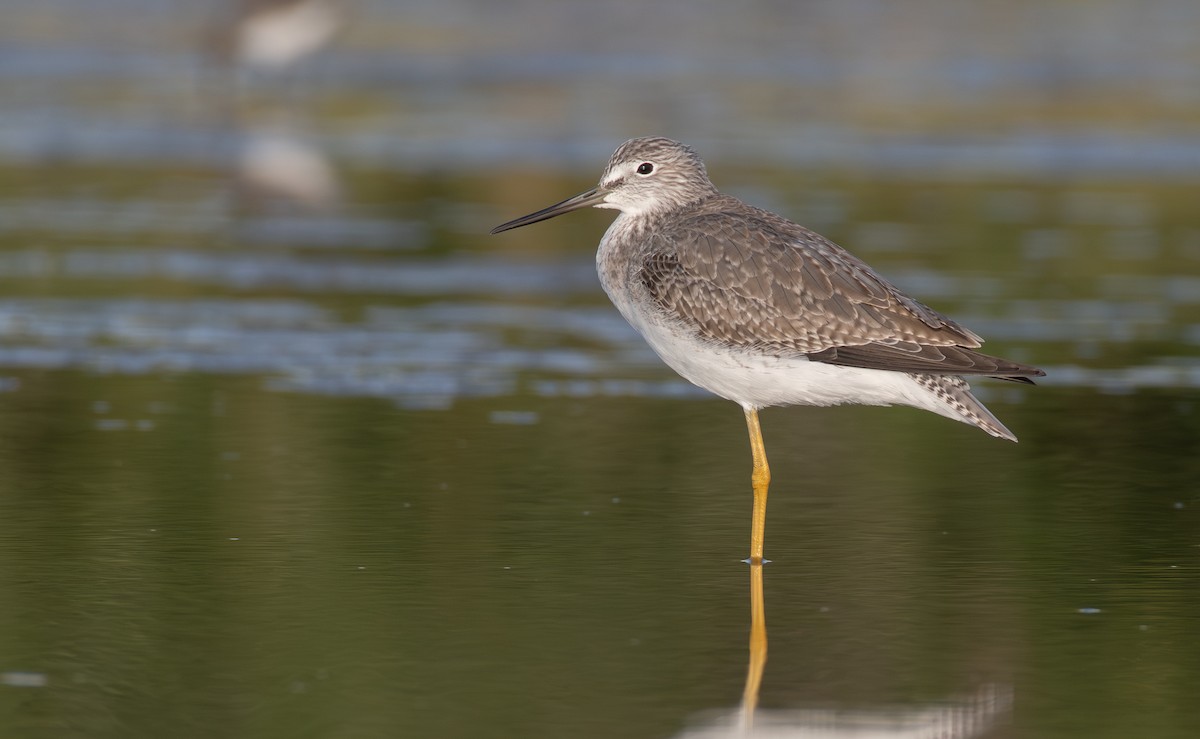 Greater Yellowlegs - ML645998594