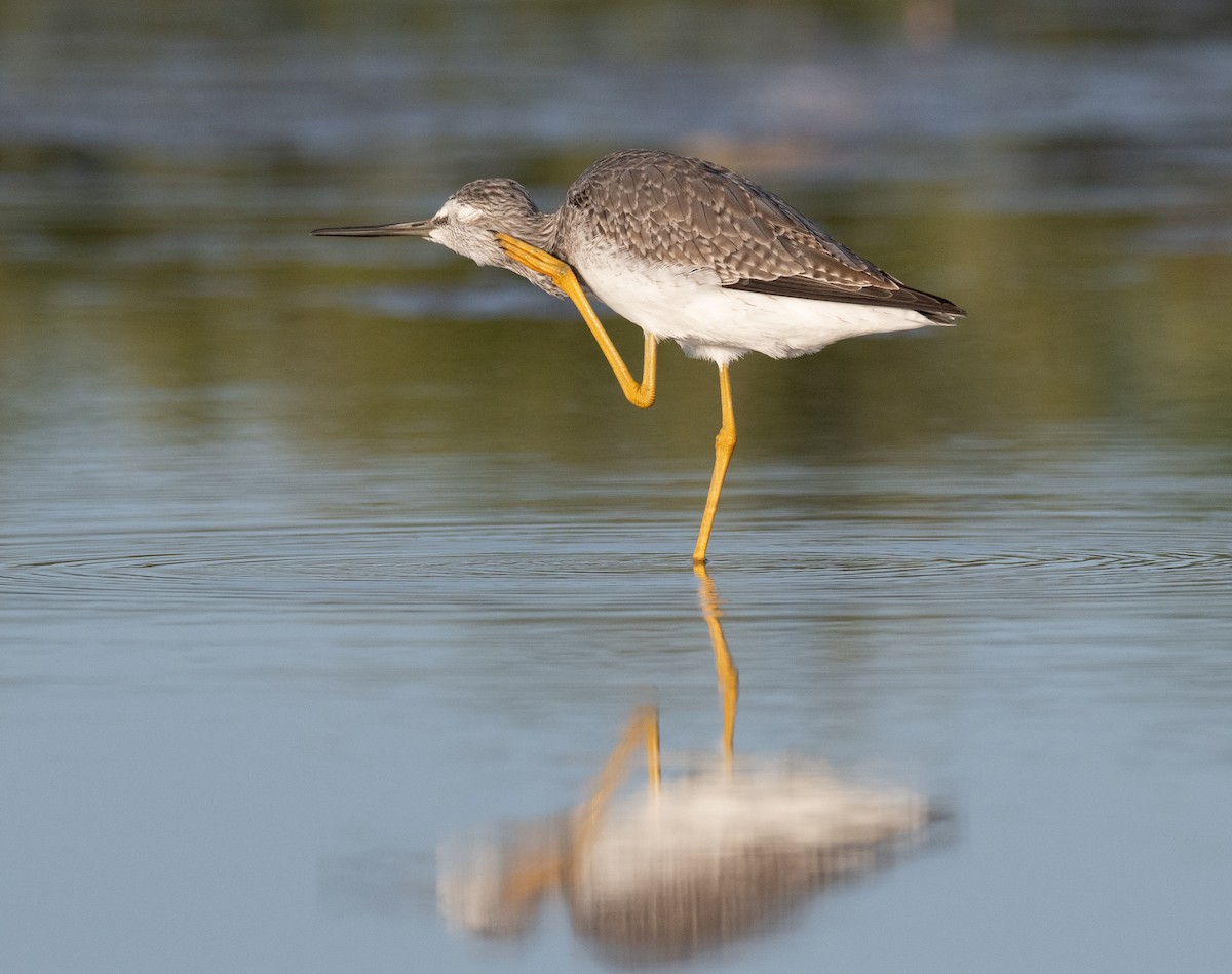 Greater Yellowlegs - ML645998596