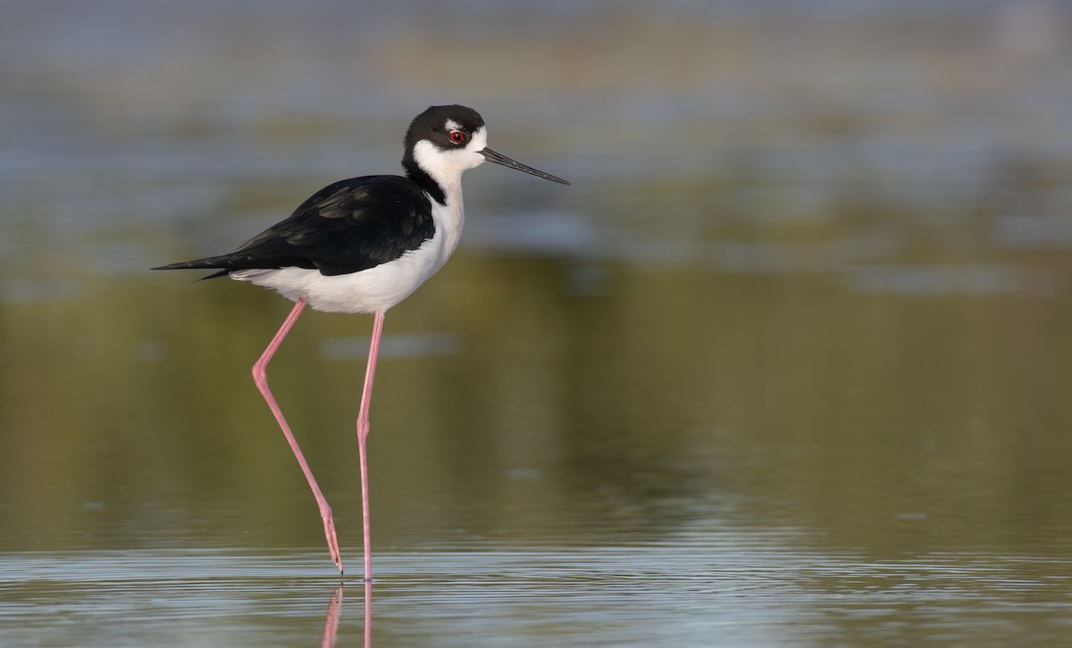Black-necked Stilt - ML645998606