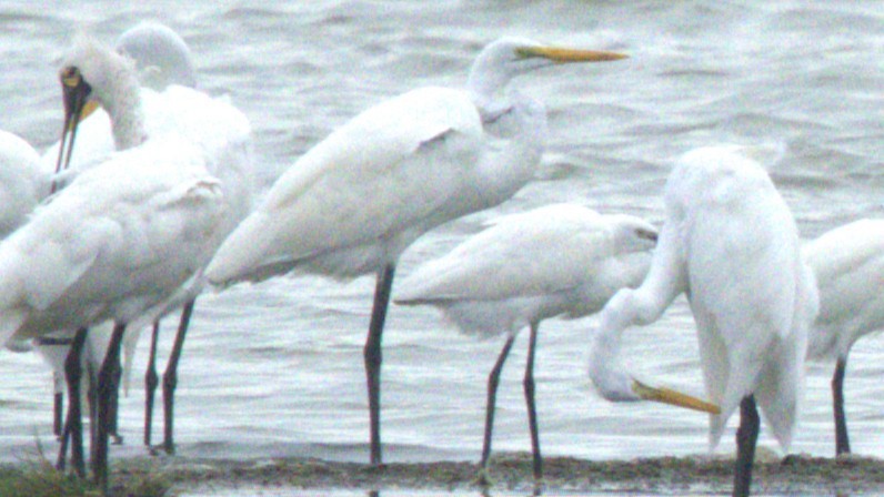 Great Egret - ML645998610